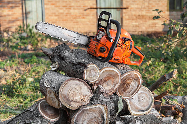 Best Tree Cutting Near Me  in Beach, ND